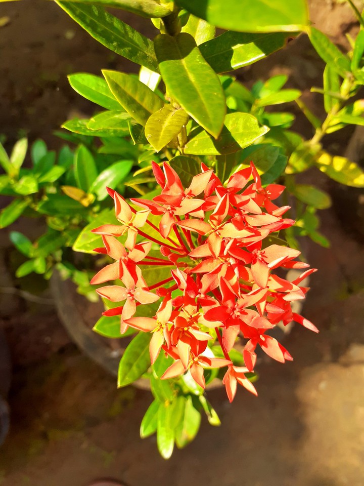 beautiful flowers