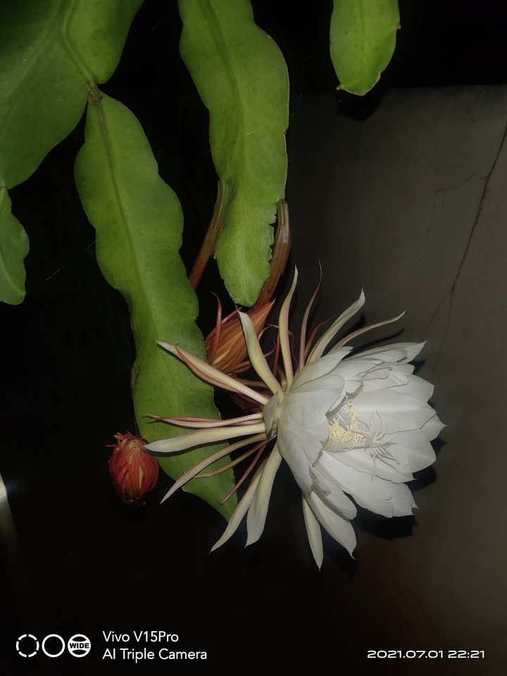 flowerlove