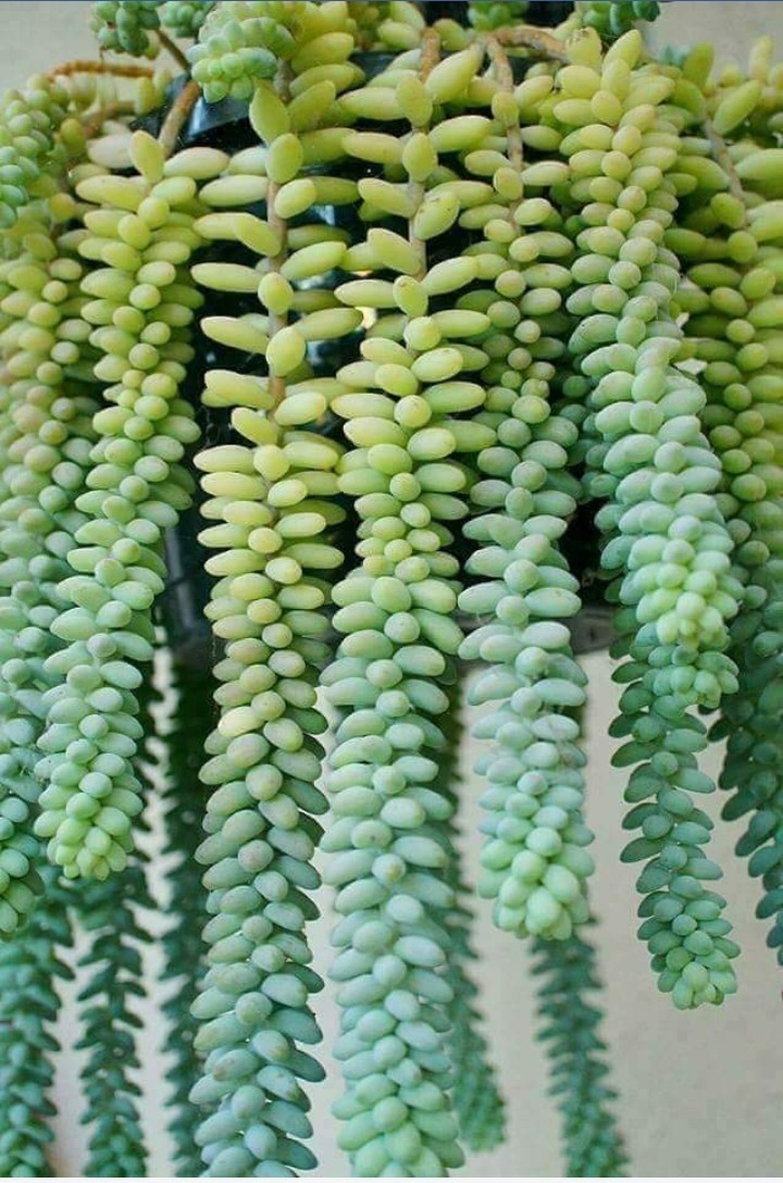 aaa