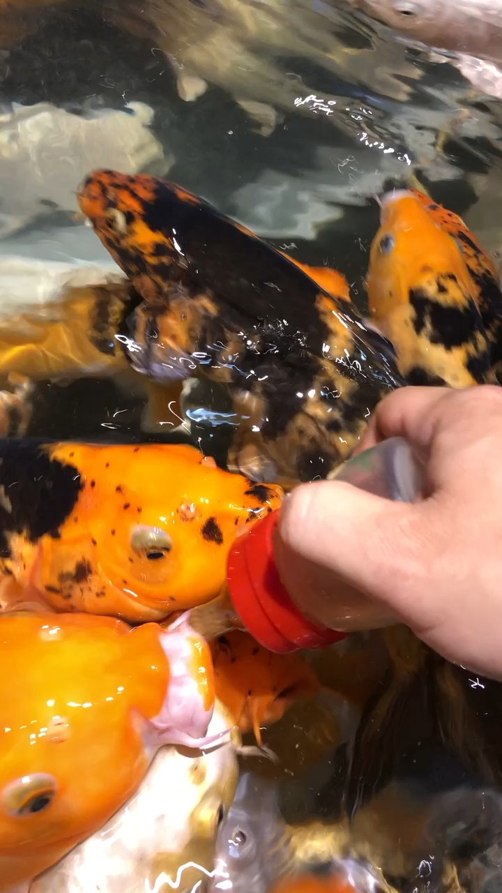 feeding babies