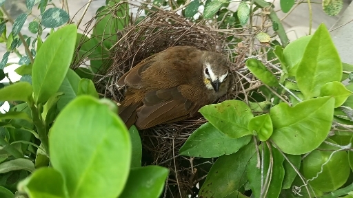 bird nest front of the door it's amazing