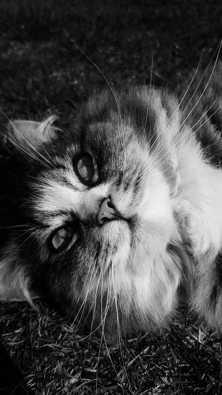 cat