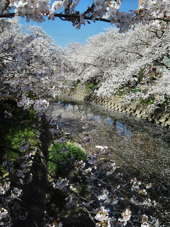 spring