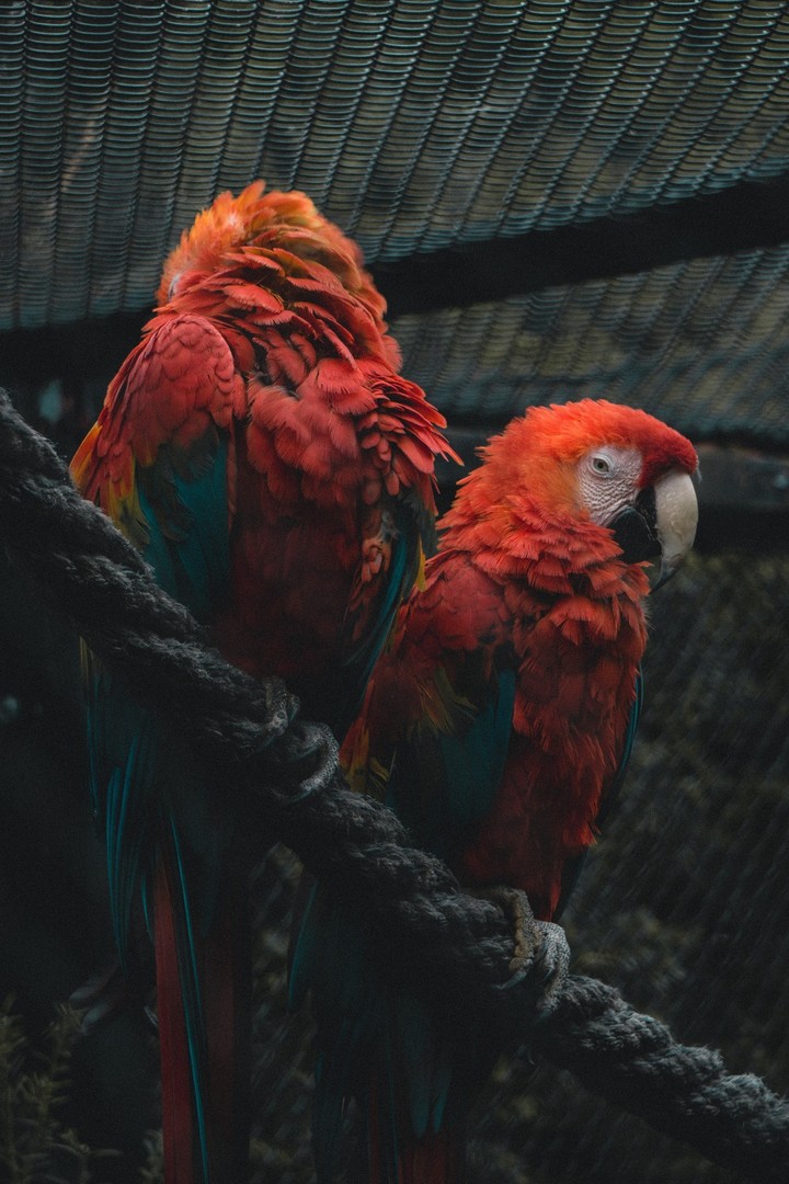 birds ..