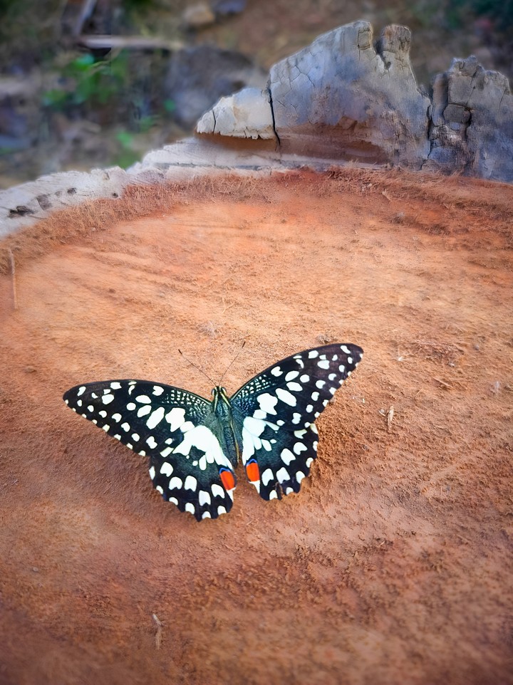 beautiful butterfly