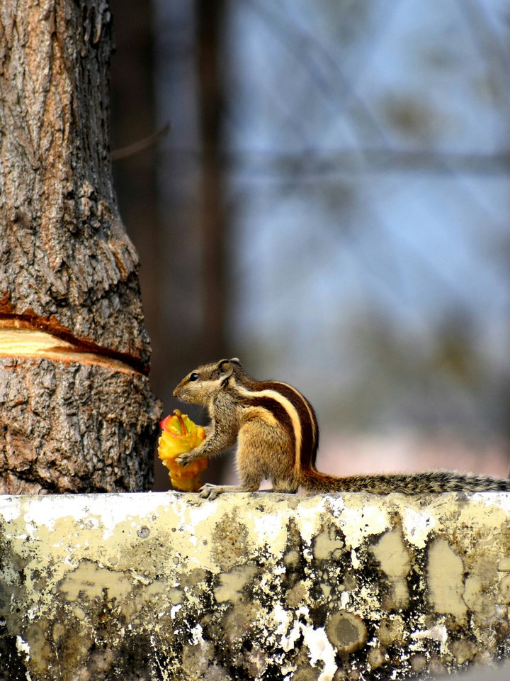 Squirrel