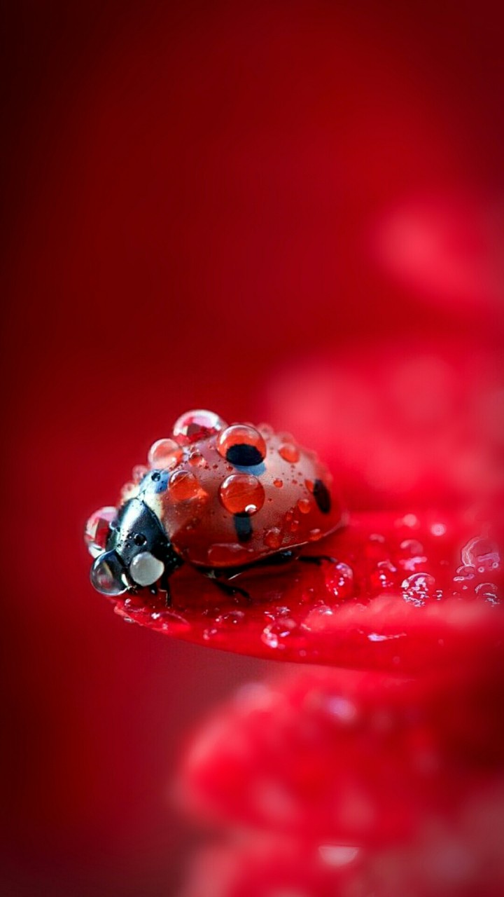 RED BUG.................. ???
