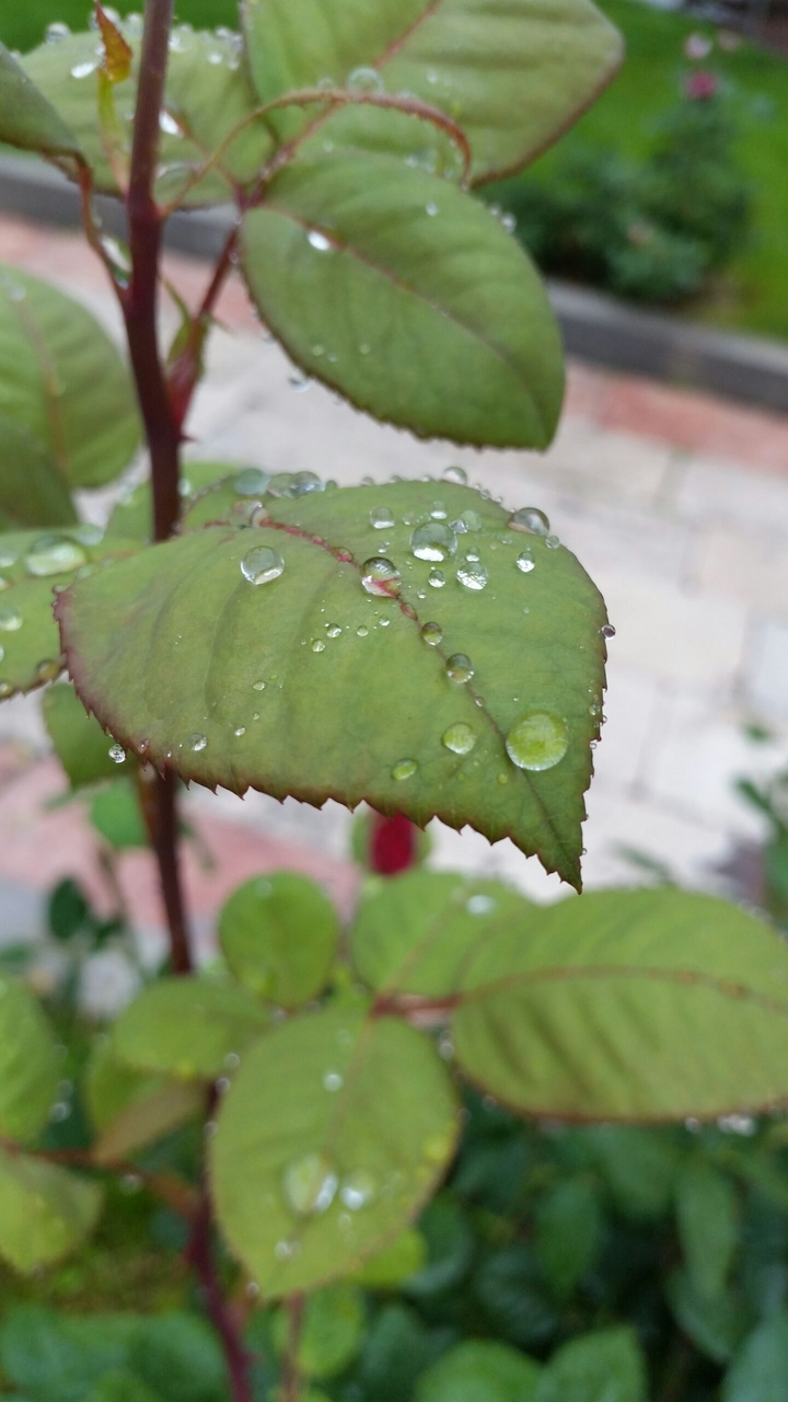 Rain