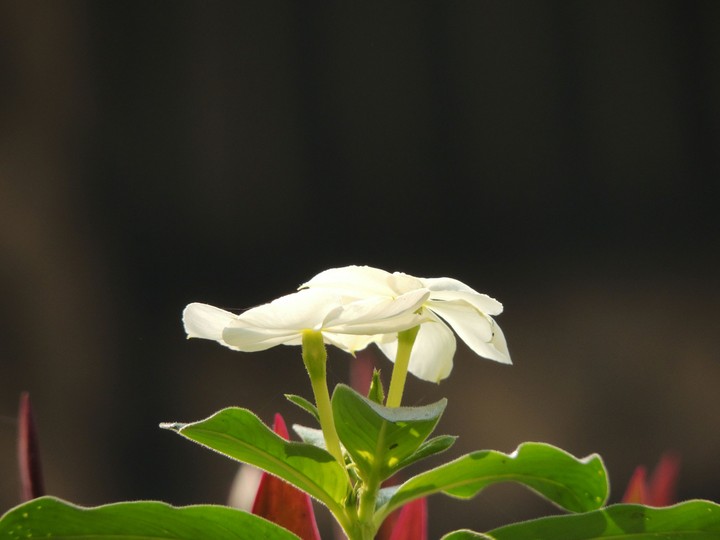 flower