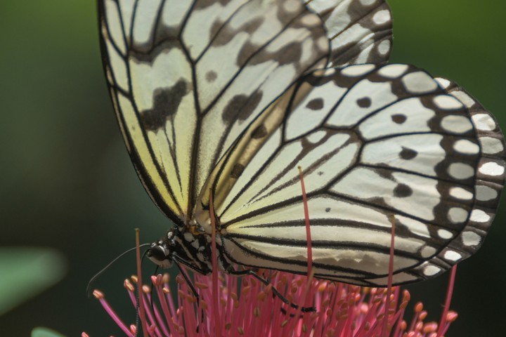 schmetterling auf blume