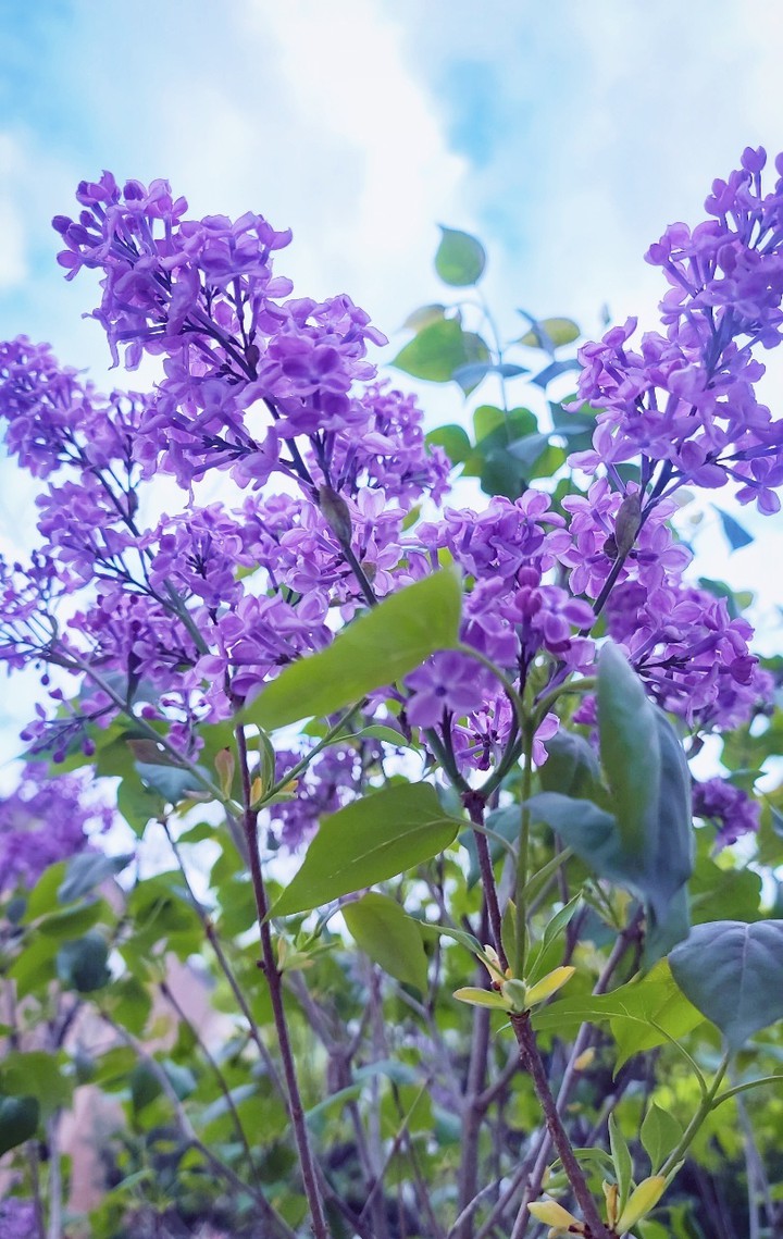 Lilac  라일락