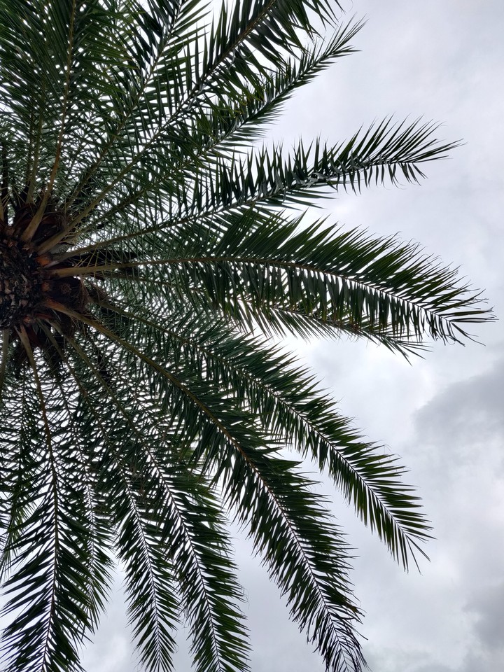palm