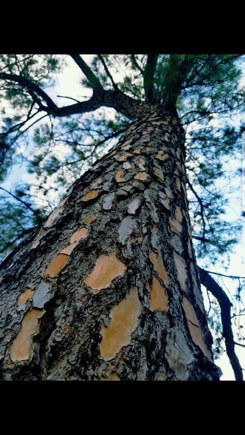 Stand Tall