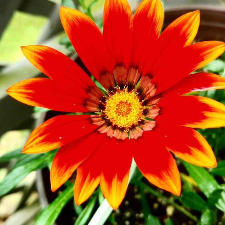 beauty
