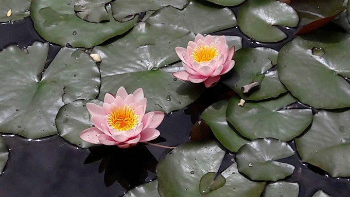Nelumbo nucifera( Indian Lotus)