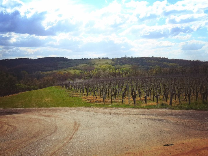 Hungarian winery