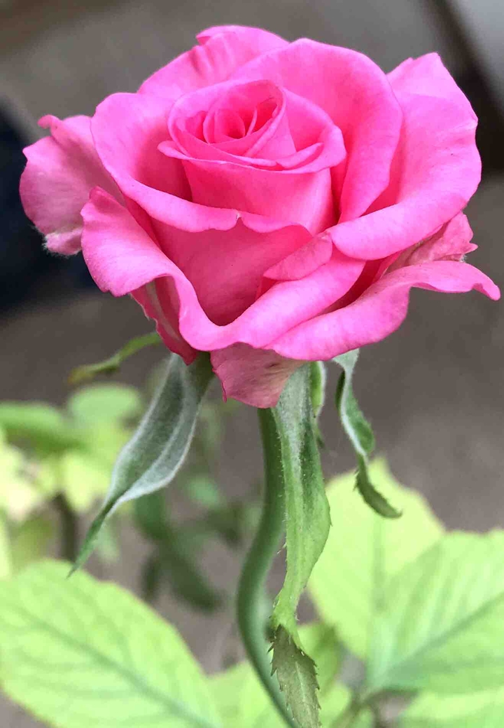 rose