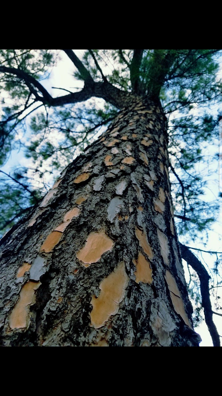 Stand Tall