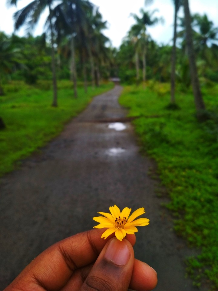 Flower