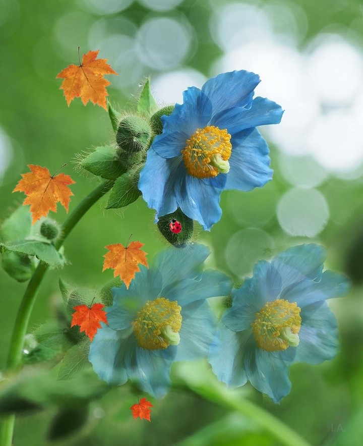 #flower