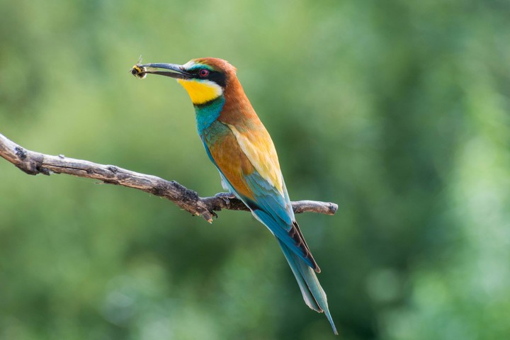 bird