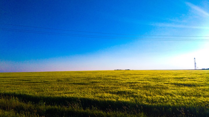 Field