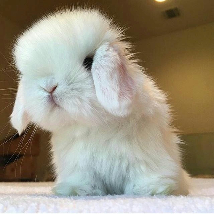 Bunny