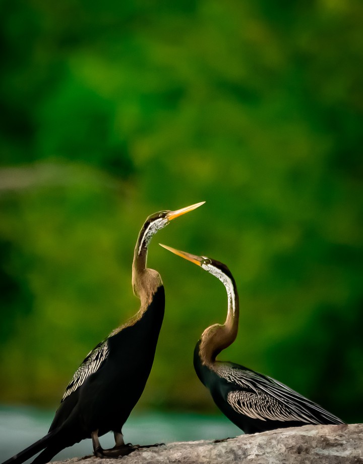 Oriental darter