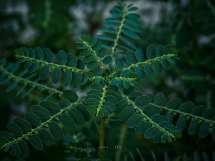 The Leaf and flower