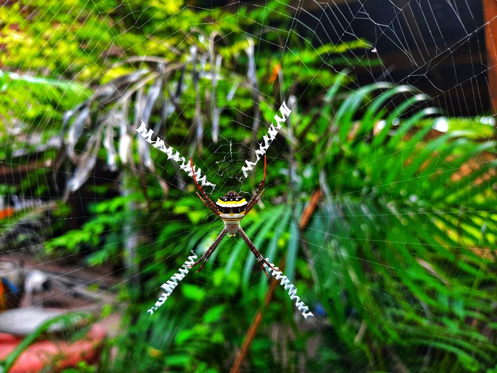 spider