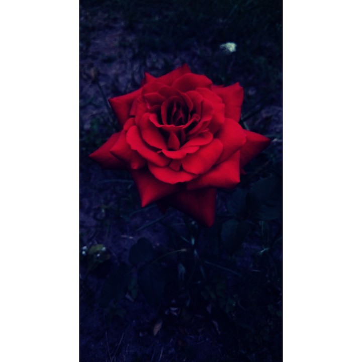 Red Rose