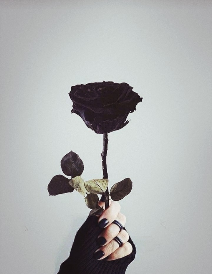 black rose