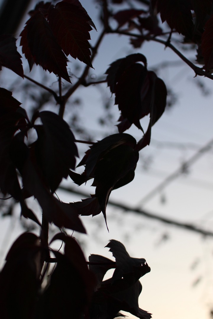 autumn