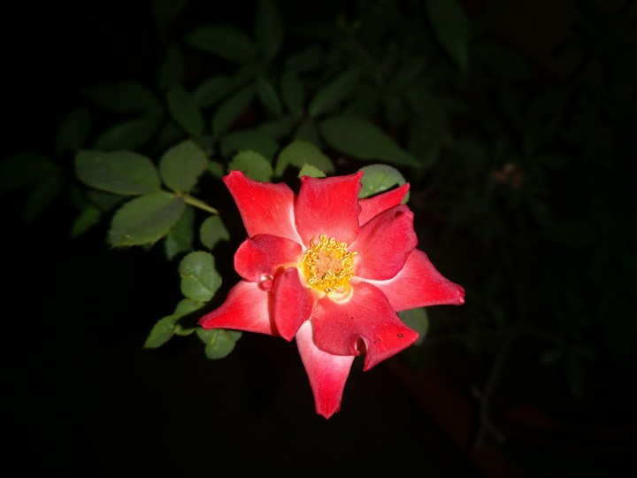 Night rose