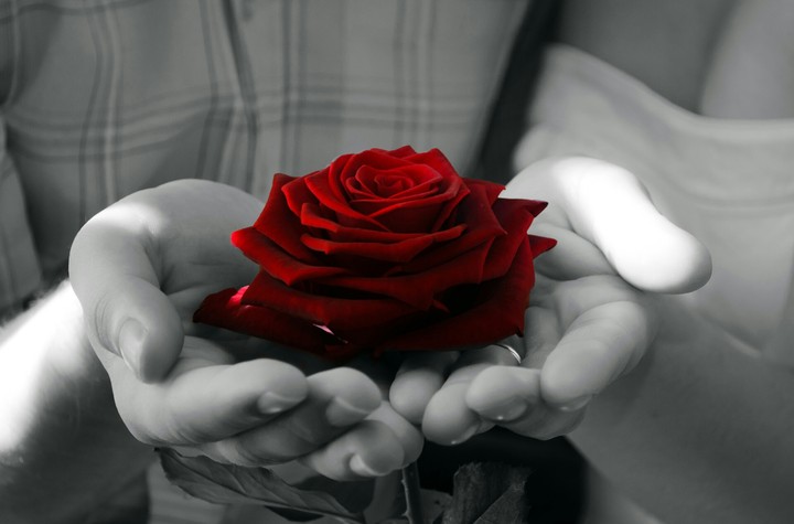 rose