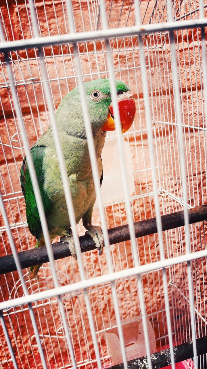 Parrot