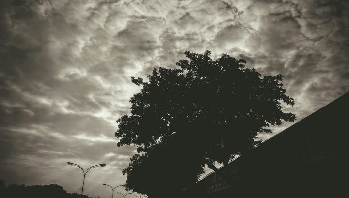 tree photography
