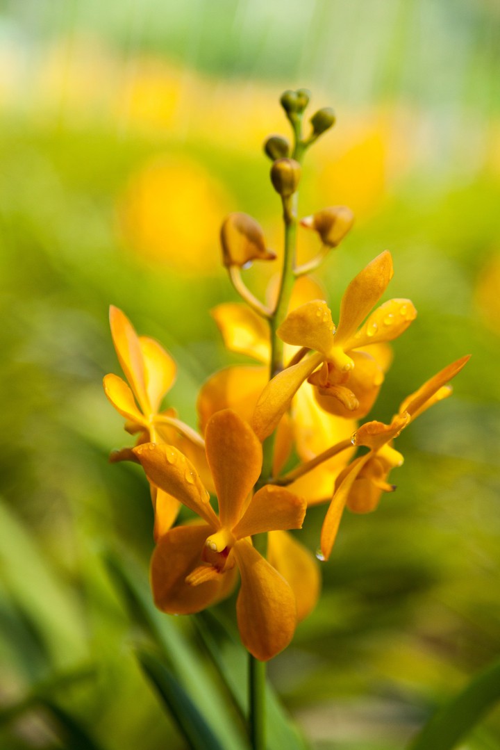 yellow flower