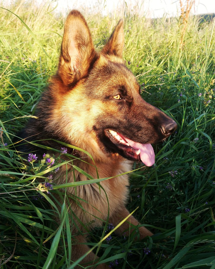 dog