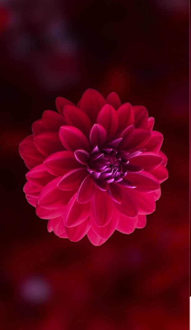 Beautiful flower