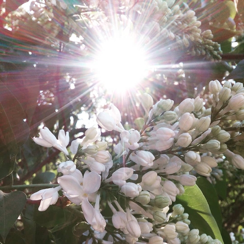 White lilac and the sun