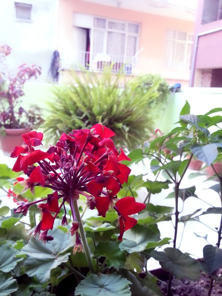 Flower from war...