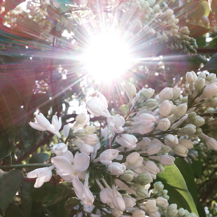 White lilac and the sun