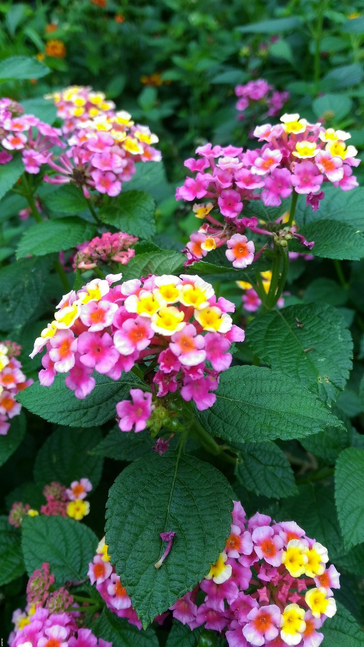 flowers