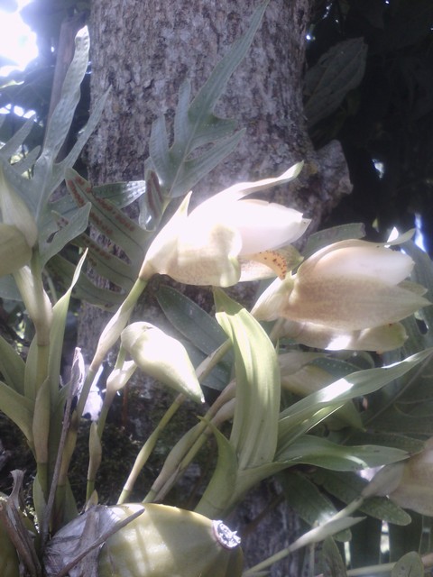 Orquídeas