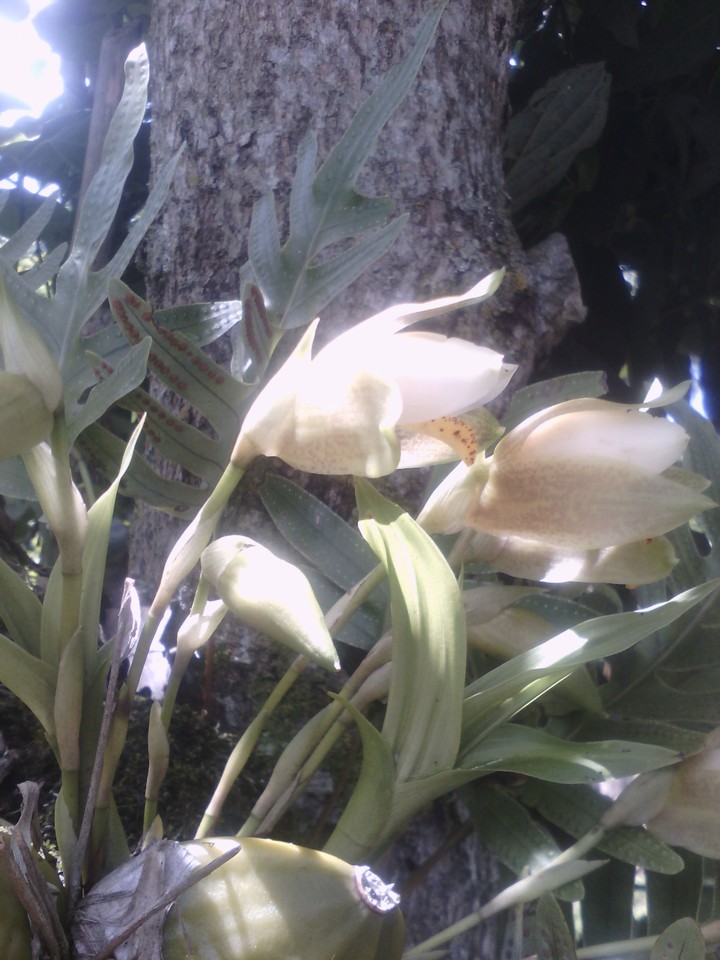 Orquídeas