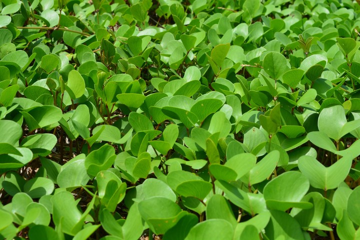 Greenery