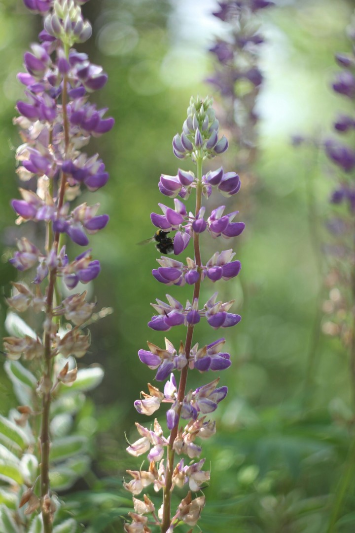 Lupin
