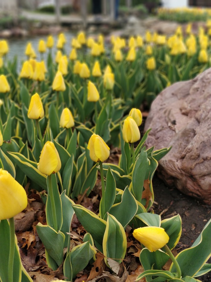 Yellow Tulips!!