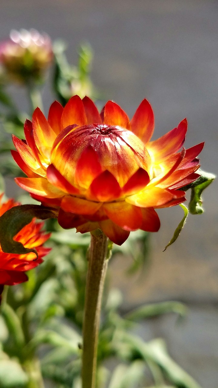 Bloom